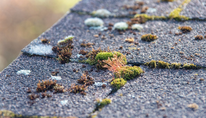Don’t Let Moss Growth Destroy Your Roof: Expert Cleanup & Prevention for North Kitsap Homeowners