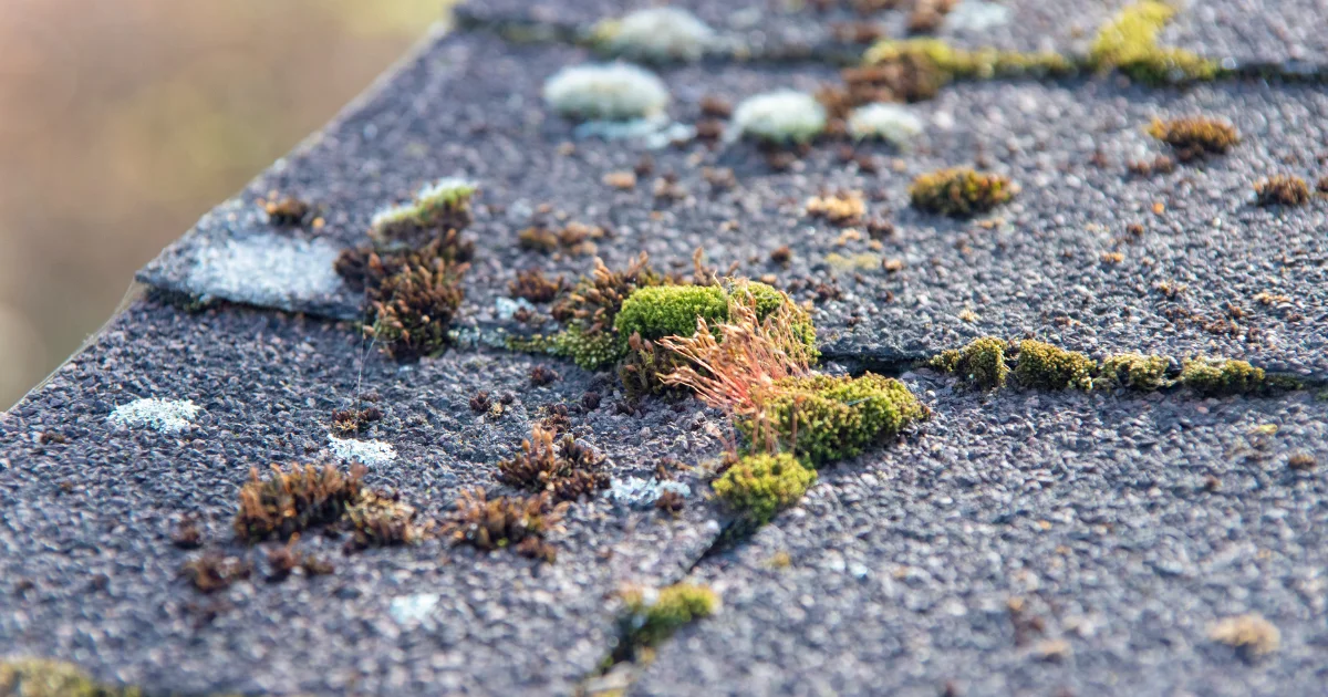 Don’t Let Moss Growth Destroy Your Roof Expert Cleanup & Prevention for North Kitsap Homeowners