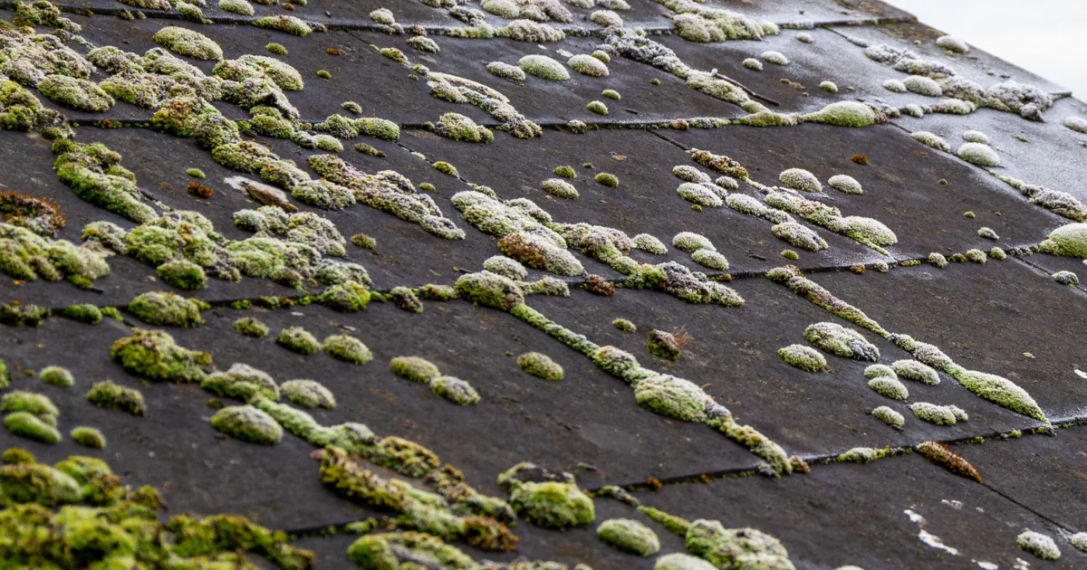 When do you need to act against moss growth?