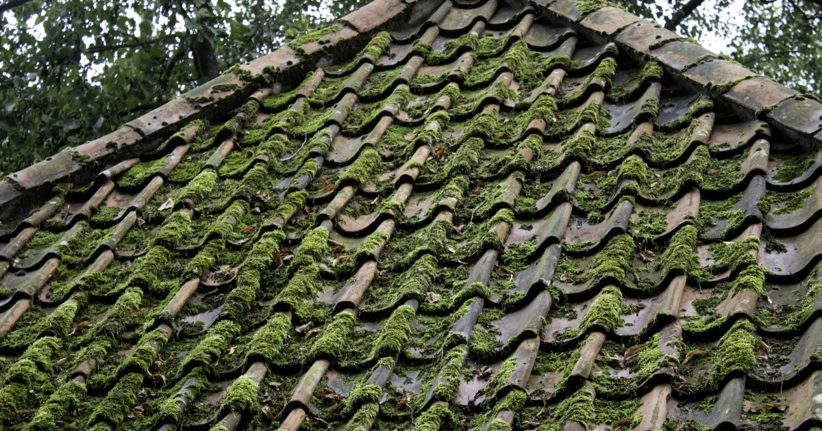 Moss and Algae Growth can take over and quickly damage the structural integrity of your roof.