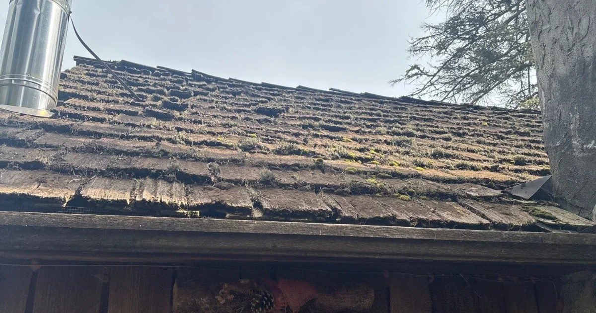 moss on shingles, maintenance needed