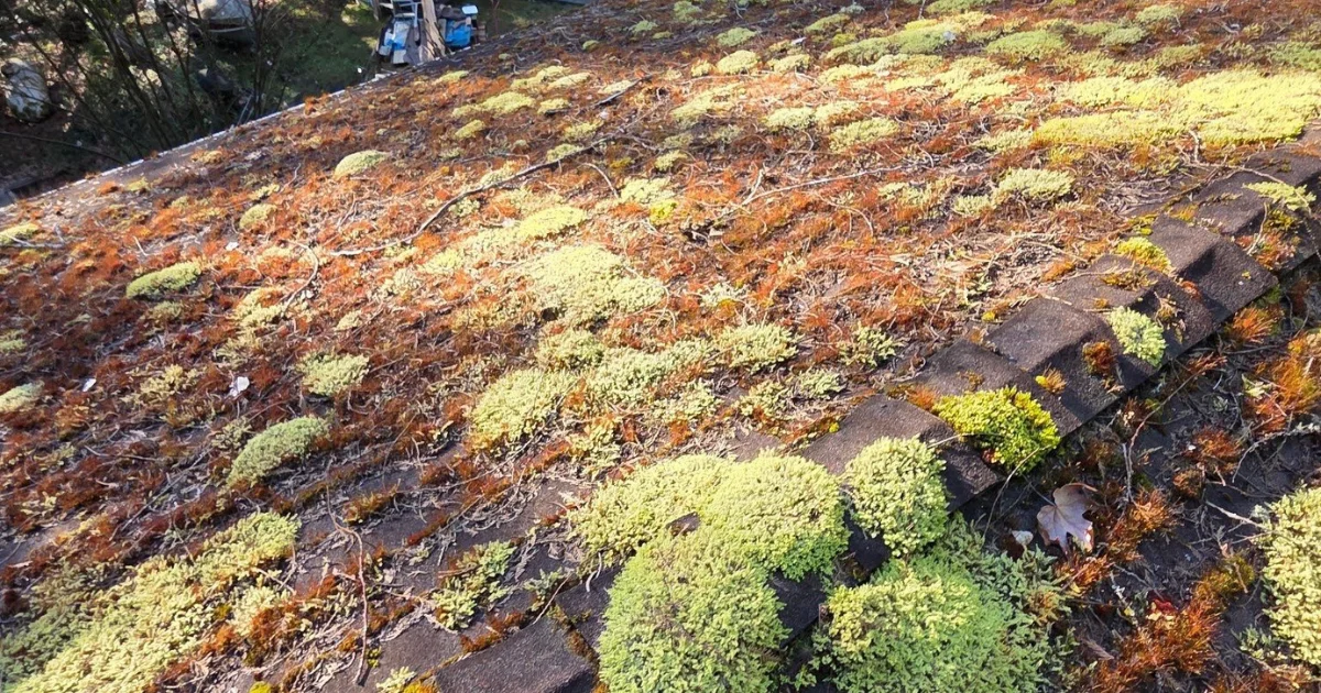 Moss on roof