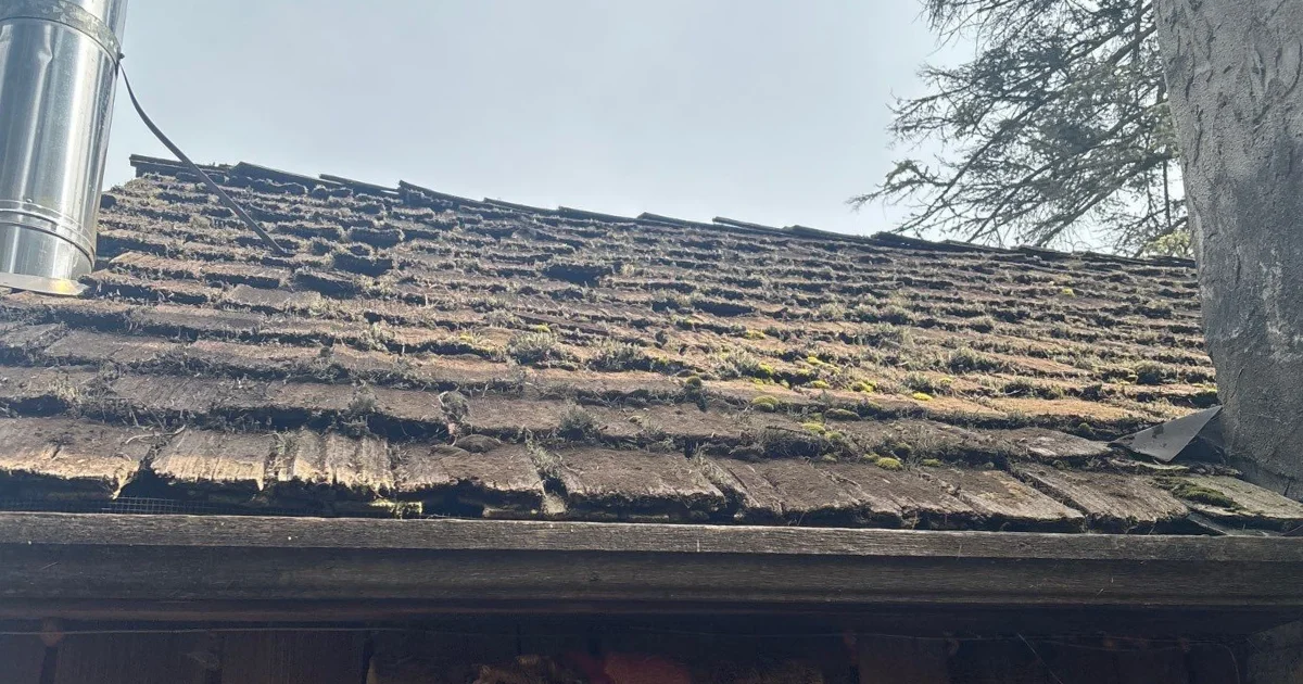 Tree debris on roof