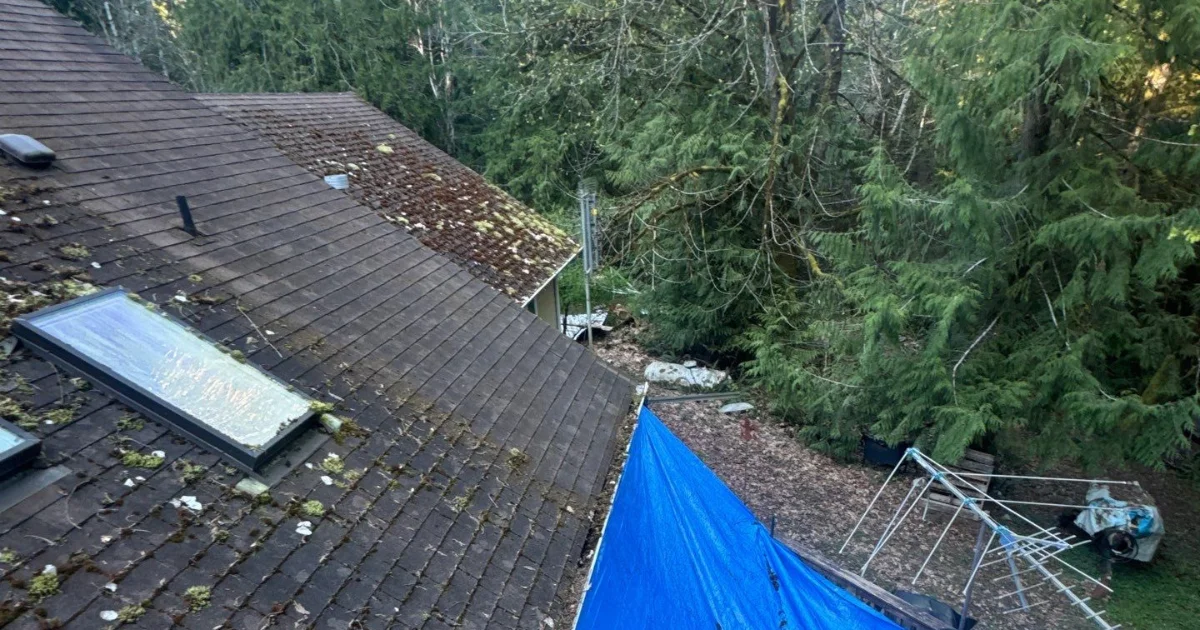 moss on roof