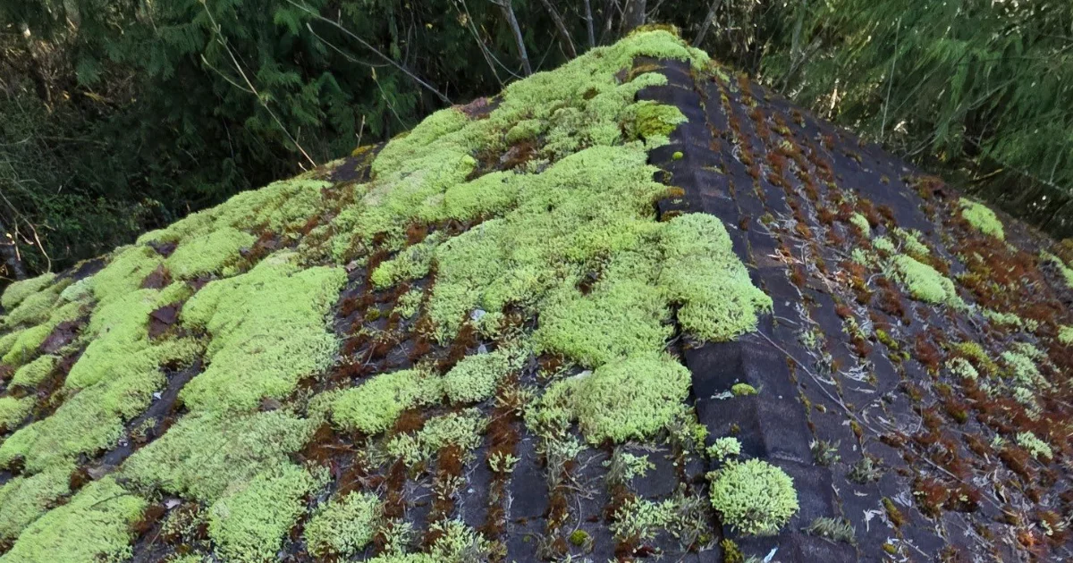 Moss, Algae, and Lichen: The Silent Roof Problem in Kitsap County