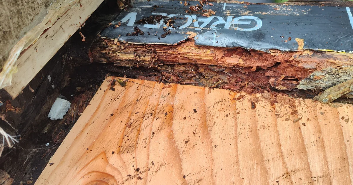 rot in the PNW