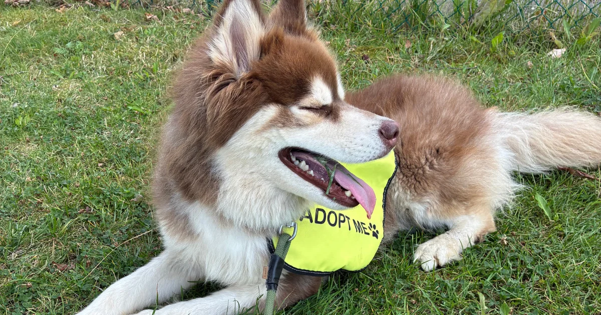 Barks and Rec adventure