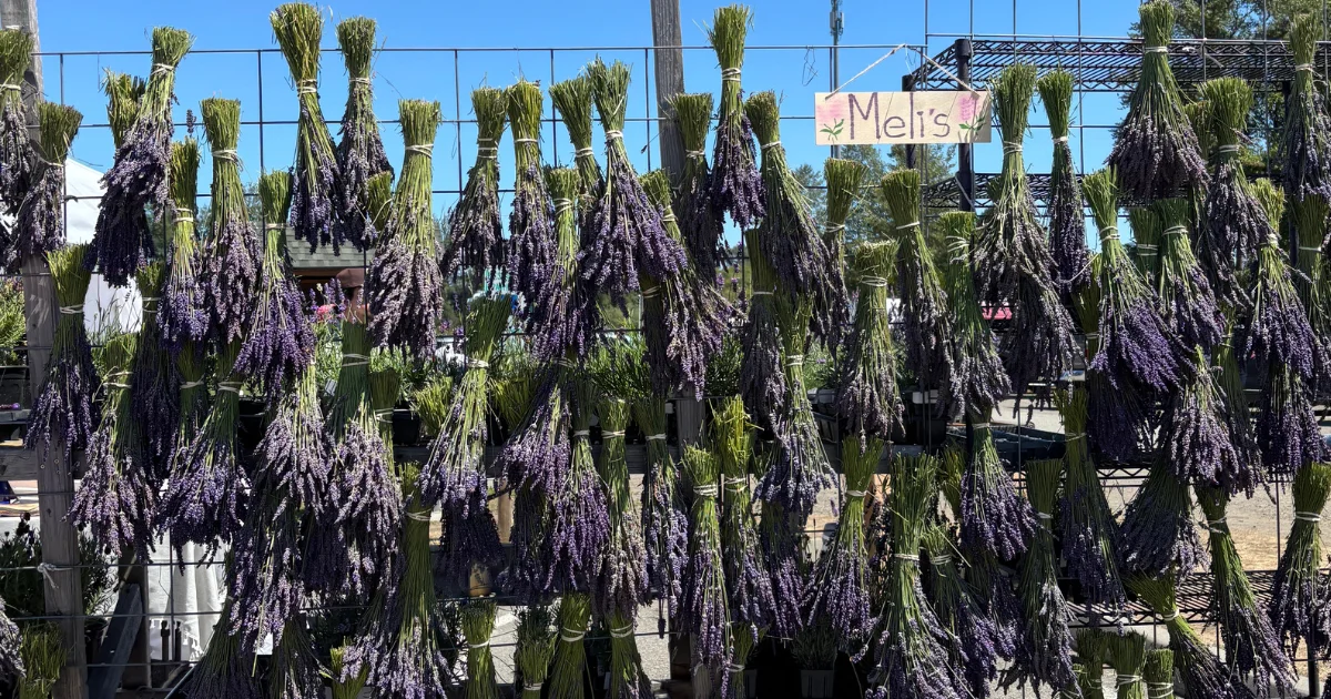 lavender display